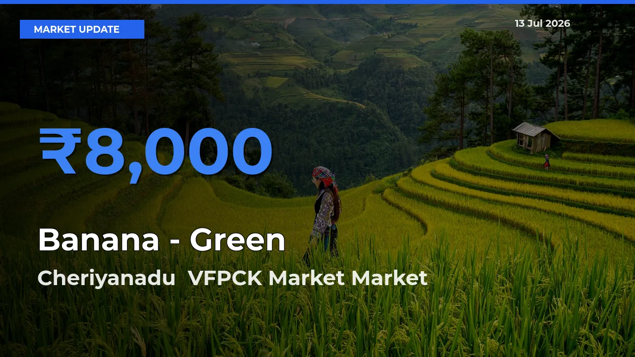 Banana - Green Mandi Rate Today: Cheriyanadu VFPCK Market Tops the List