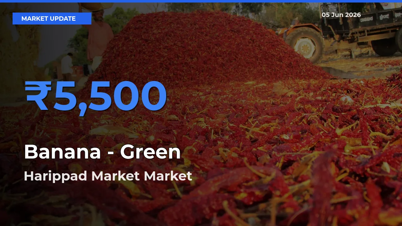 Farmers Prefer Harippad Market as Banana - Green Hits Highest Rate