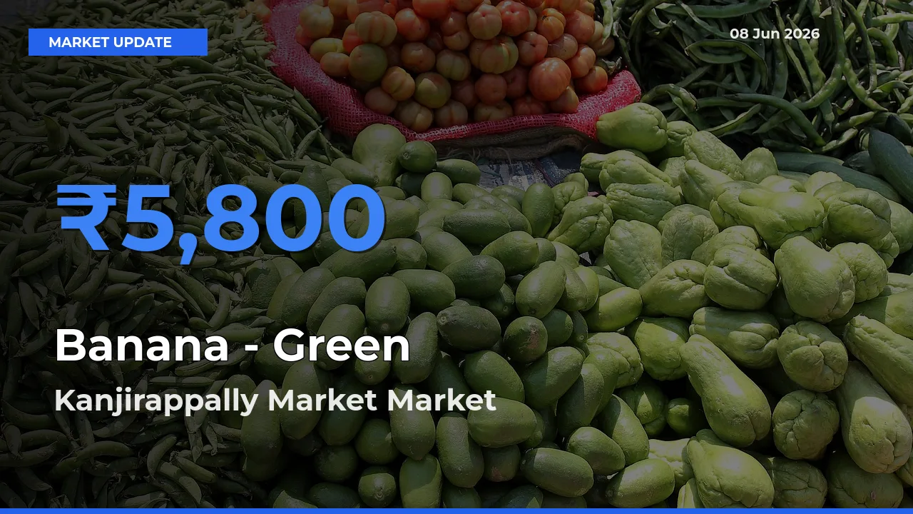 Banana - Green Mandi Rate Today: Kanjirappally Market Tops the List