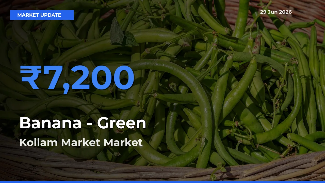 Kollam Market Tops Banana - Green Mandi Rates Today