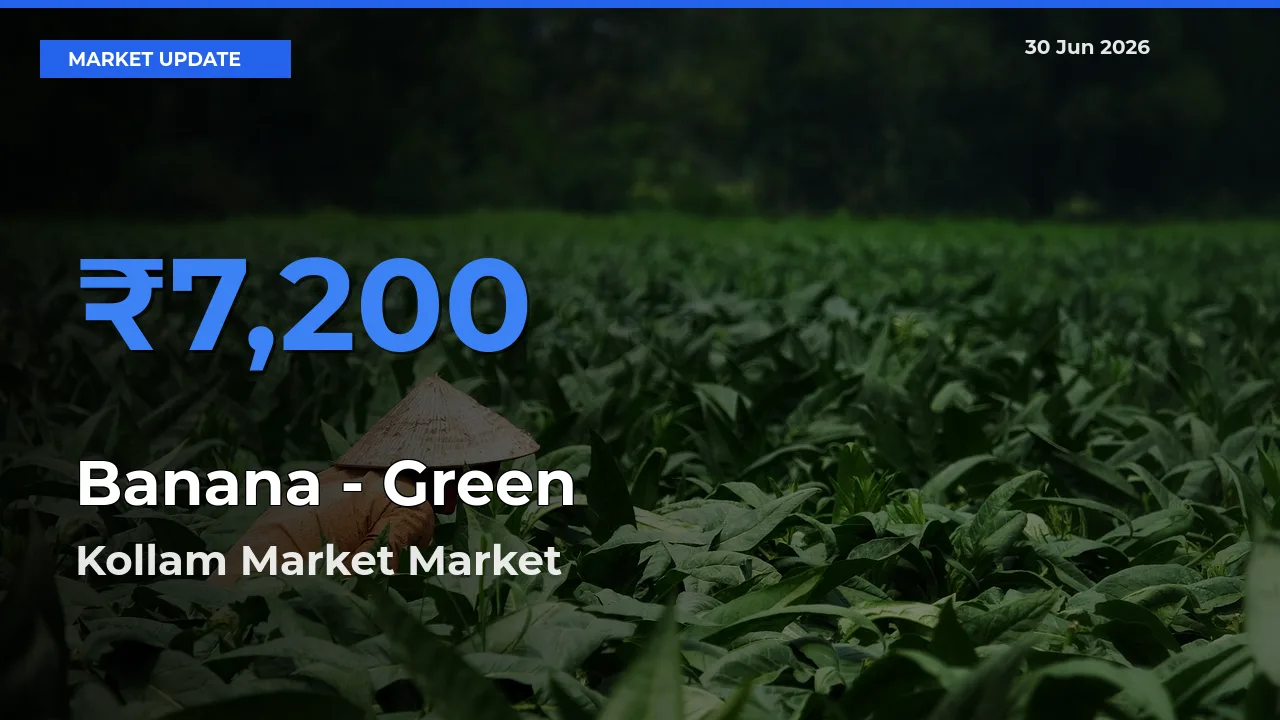 Top Performer! Kollam Market Offers Best Banana - Green Price Today