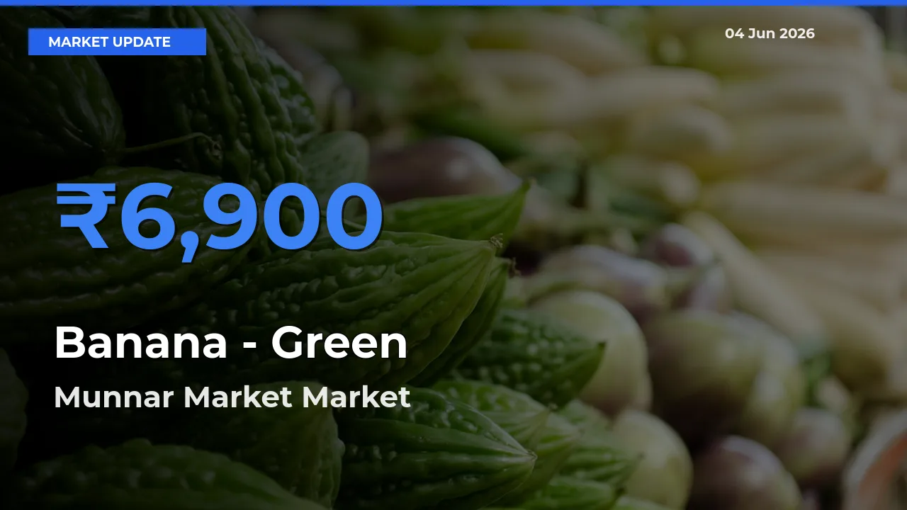 Munnar Market Leads as Top Mandi for Banana - Green Prices