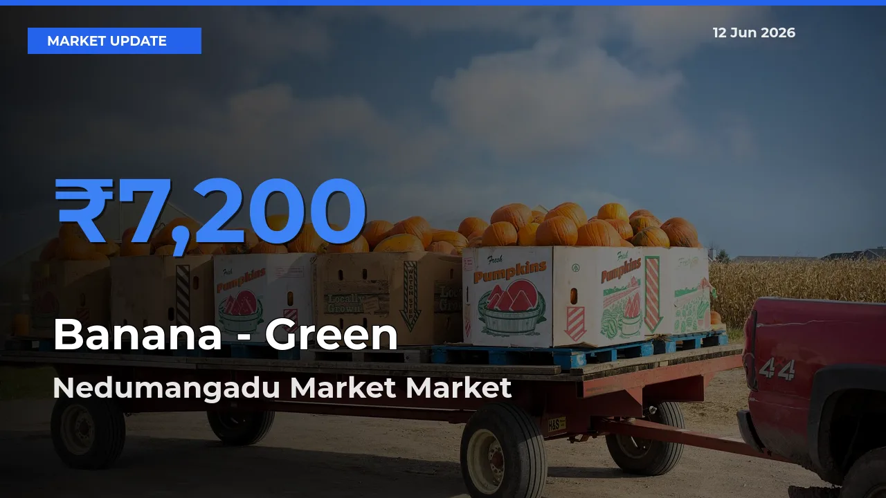 Nedumangadu Market Tops Banana - Green Mandi Rates Today