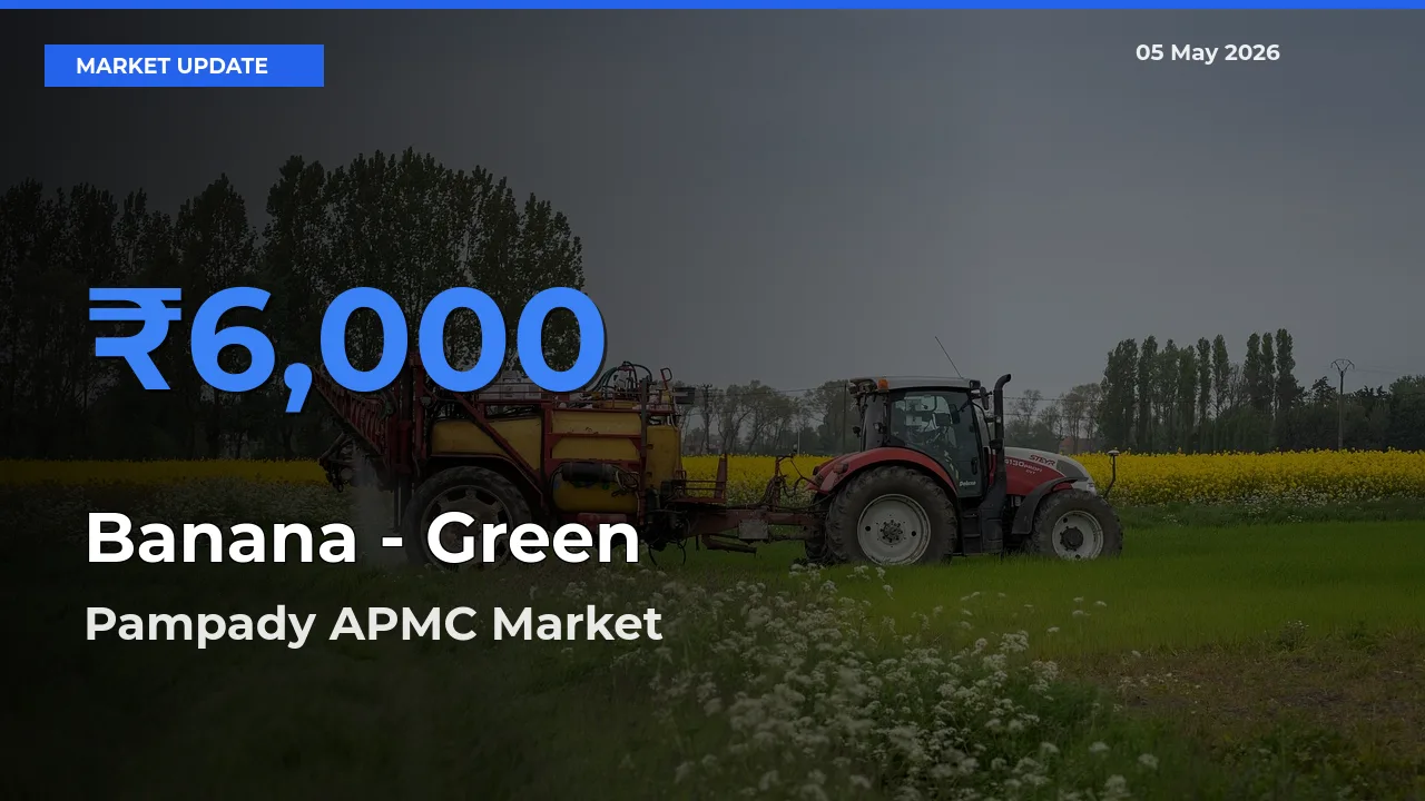 Market Watch: Pampady APMC Becomes Top Mandi for Banana - Green