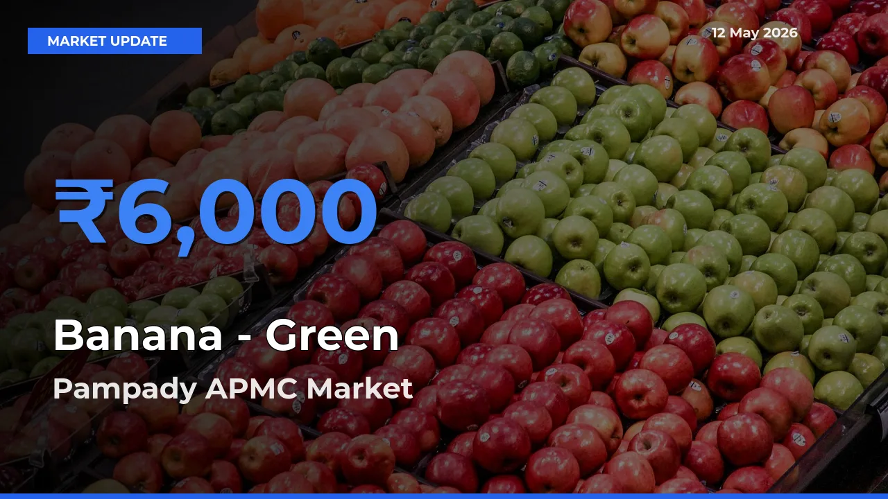 Banana - Green Mandi Rate Today: Pampady APMC Tops the List