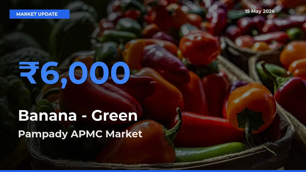 Pampady APMC Tops Banana - Green Mandi Rates Today