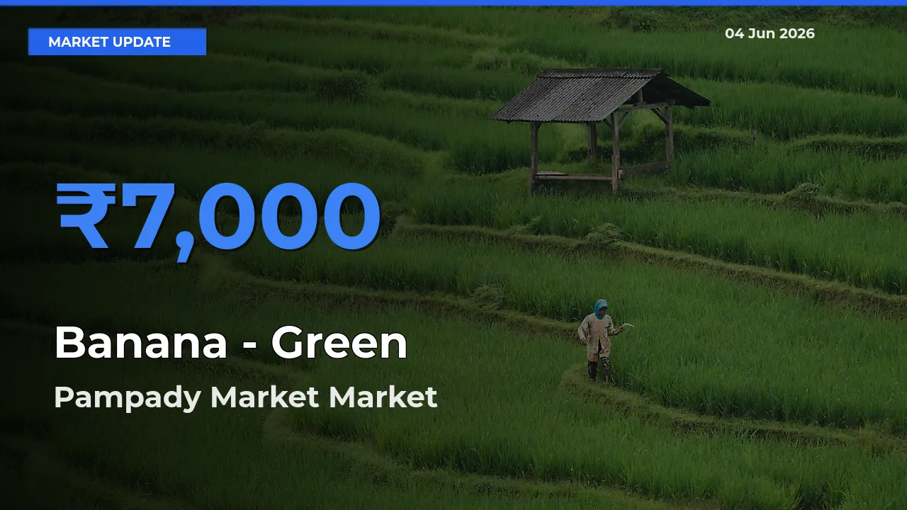 Market Watch: Pampady Market Becomes Top Mandi for Banana - Green