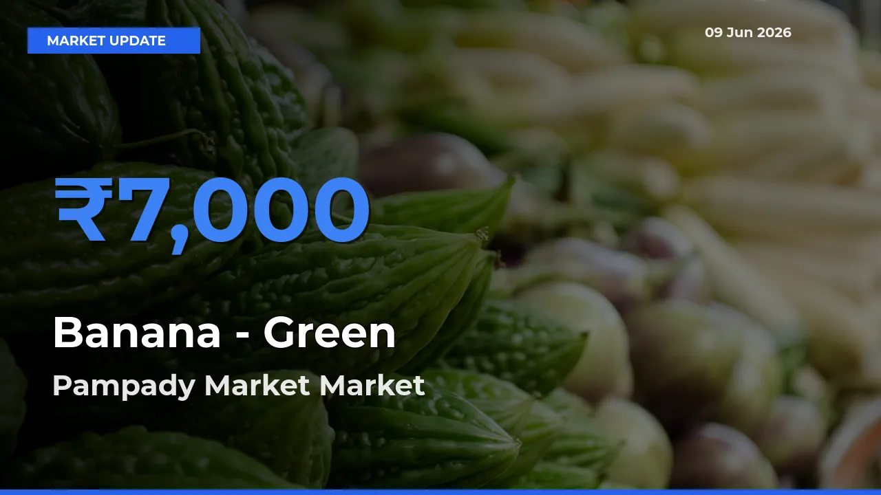 Top Performer! Pampady Market Offers Best Banana - Green Price Today
