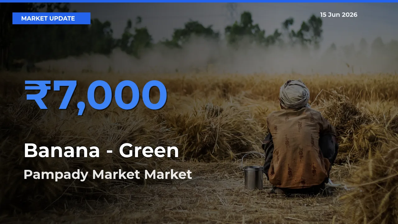 Pampady Market Records Highest ₹7,000 Rate for Banana - Green