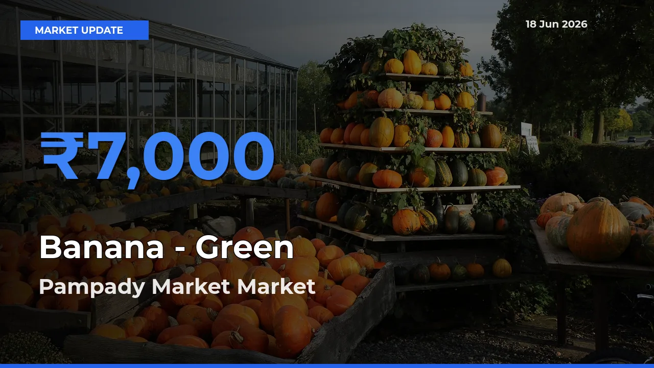 Pampady Market Emerges as Top Mandi for Banana - Green Prices Today