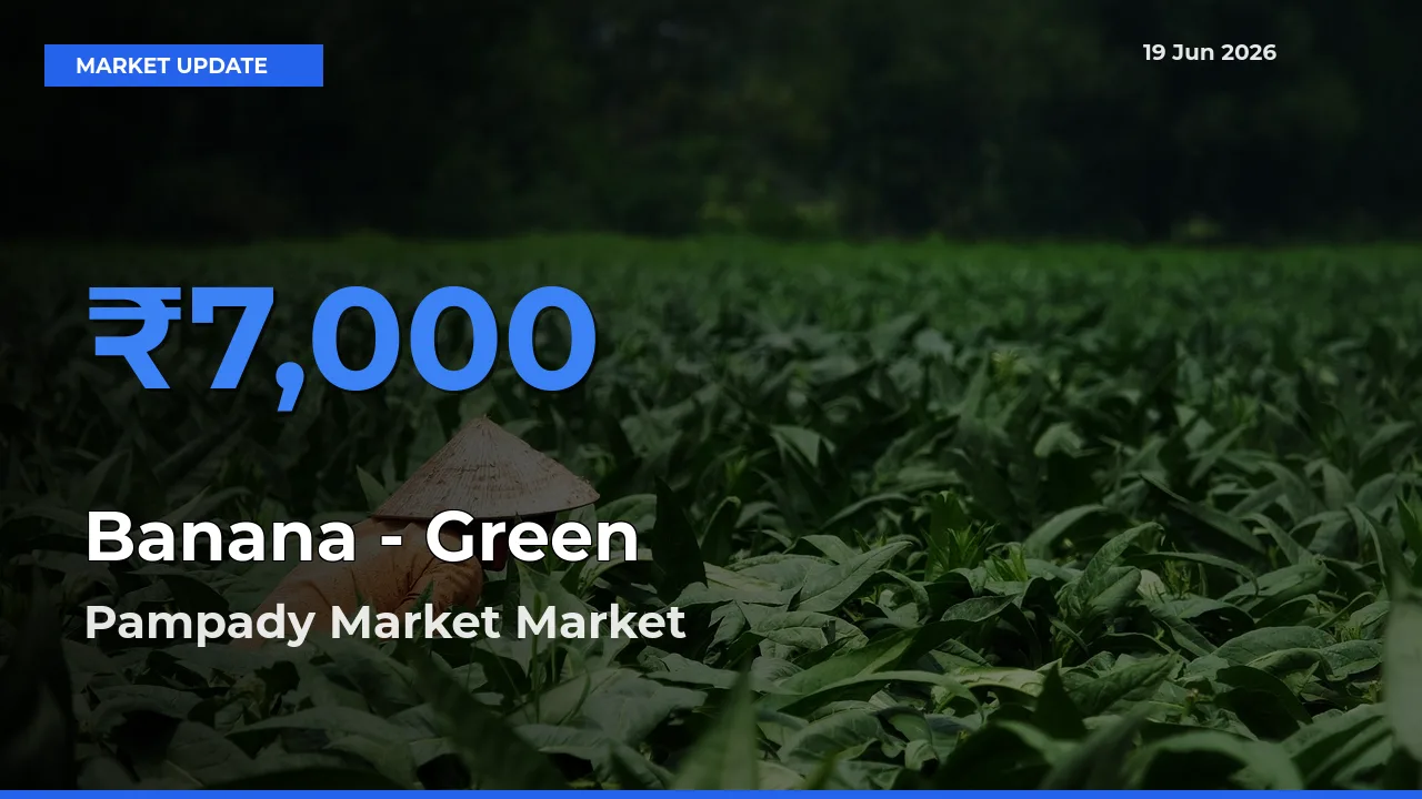 Pampady Market Tops Banana - Green Rates – June 19 Market Update