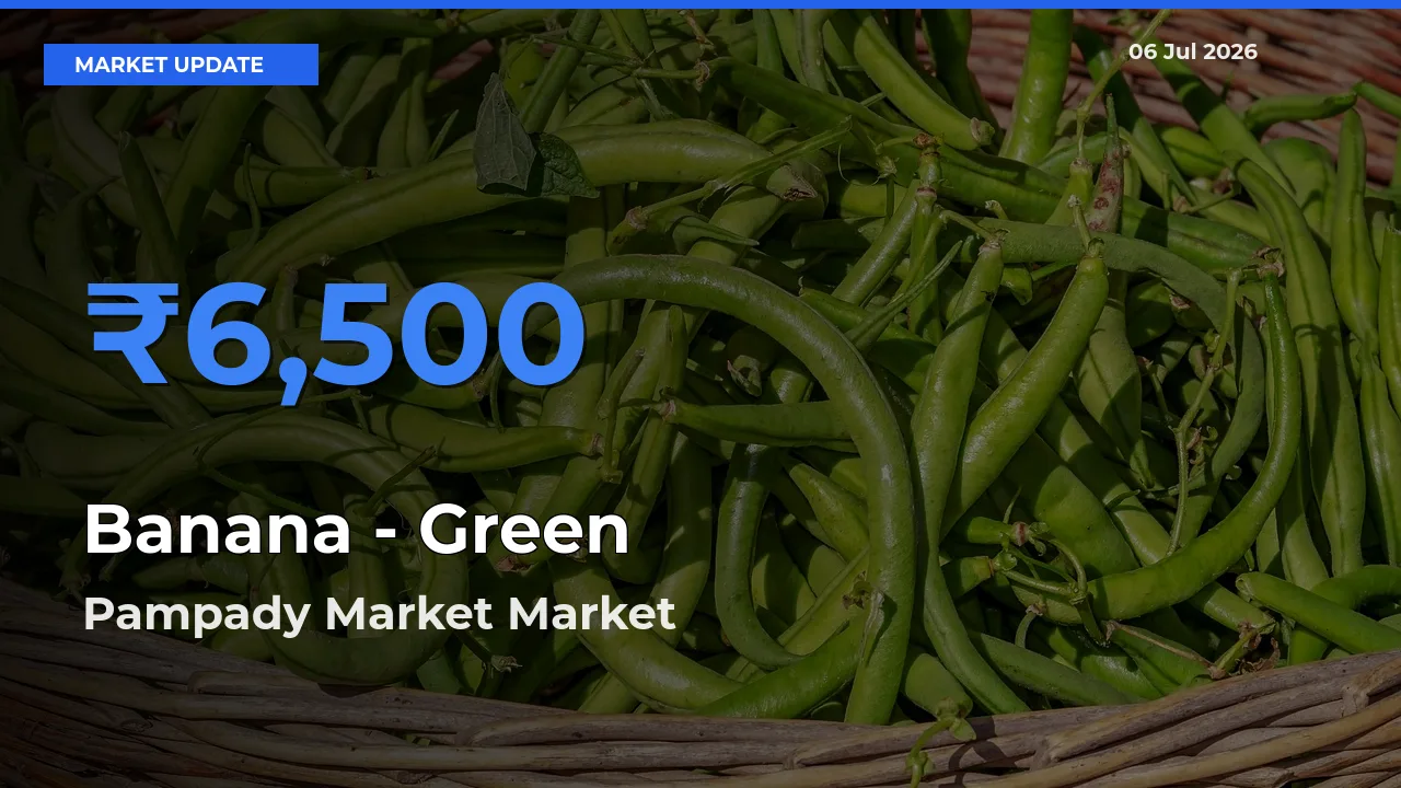 Pampady Market Records Highest ₹6,500 Rate for Banana - Green