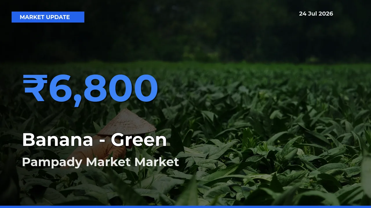 Pampady Market Leads as Top Mandi for Banana - Green Prices