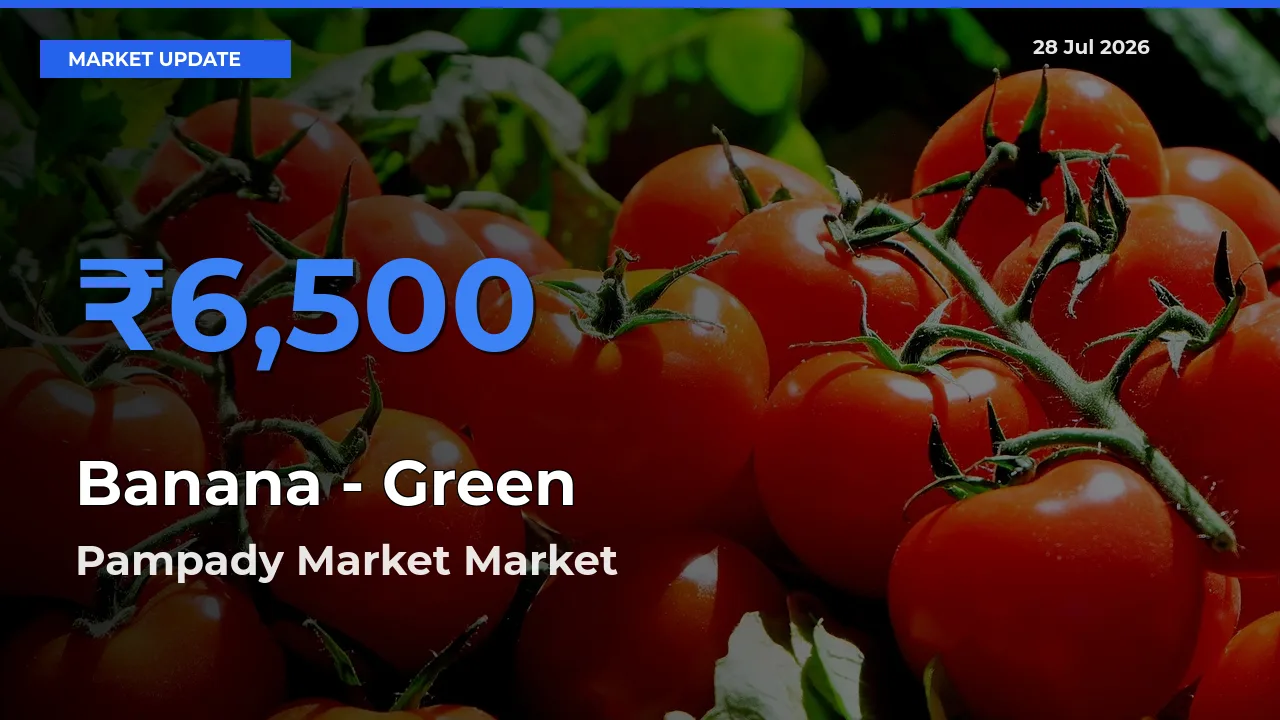 Pampady Market, Kottayam, Keralam Tops Banana - Green Rates – July 28 Market Update