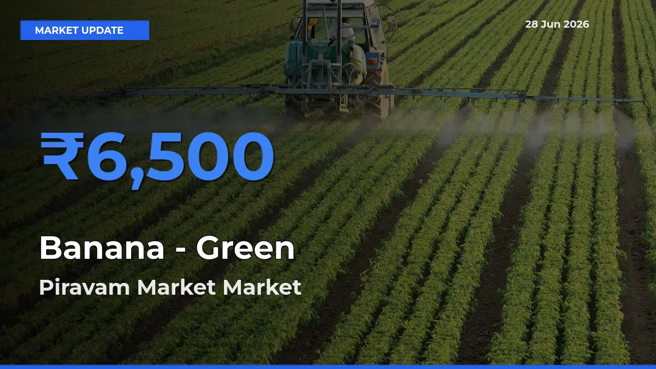 Piravam Market Offers ₹6,500 – Highest Banana - Green Rate Today