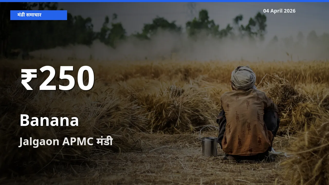 रिकॉर्ड गिरावट नहीं, लेकिन 30 दिन का न्यूनतम! Jalgaon APMC में केला के दाम फिसले