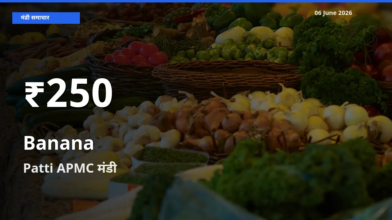 केला के दाम 30 दिनों के सबसे निचले स्तर पर, Patti APMC