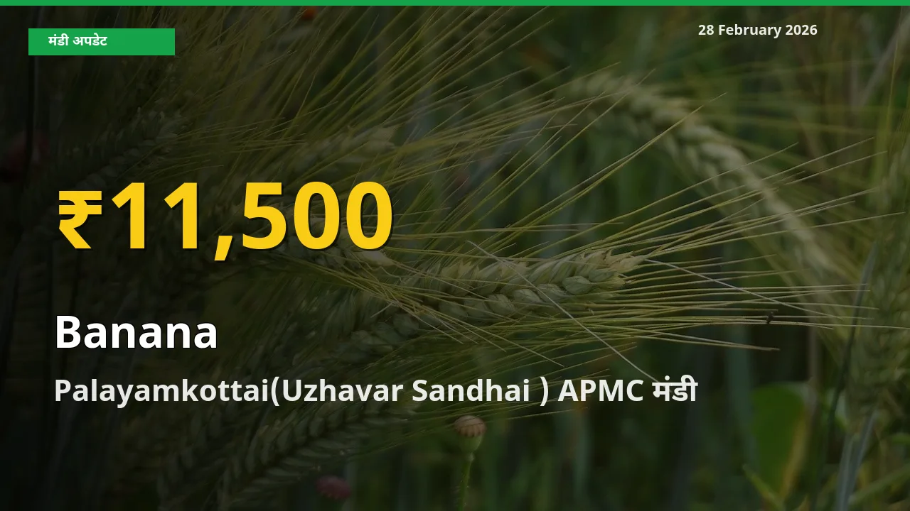 Banana के भावों में जबरदस्त उछाल, Palayamkottai(Uzhavar Sandhai ) APMC में नया उच्च स्तर