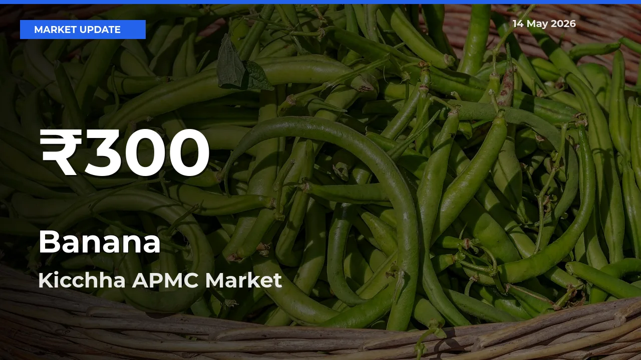 Banana Hits 30-Day Low in Kicchha APMC