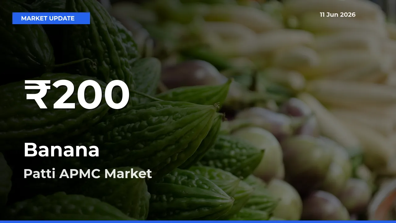 Banana Hits 30-Day Low in Patti APMC