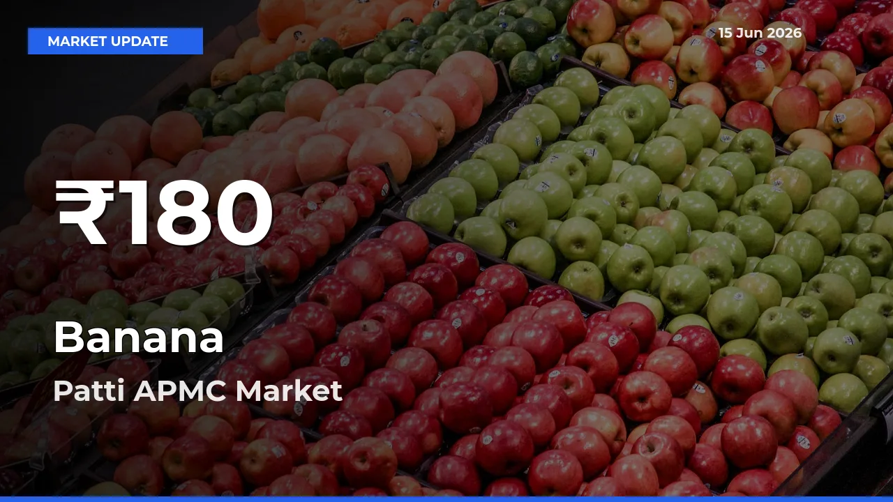 Big Drop! Banana Slides to 30-Day Low at Patti APMC