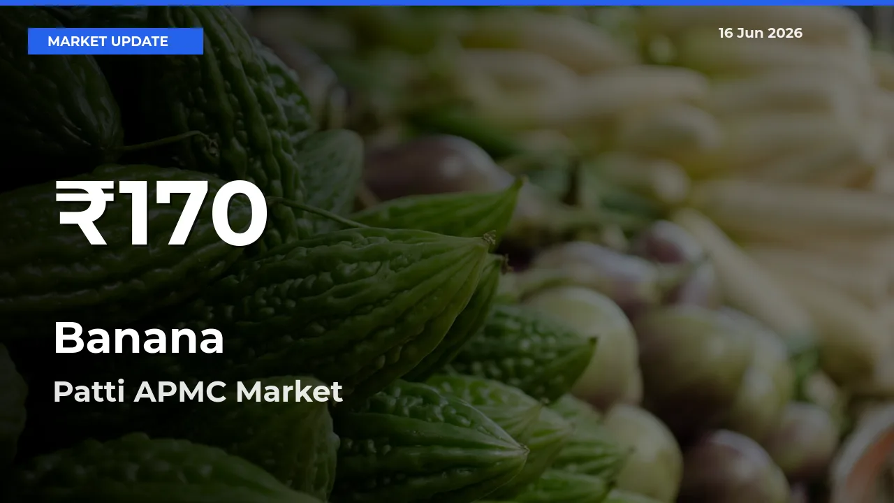 Big Drop! Banana Slides to 30-Day Low at Patti APMC