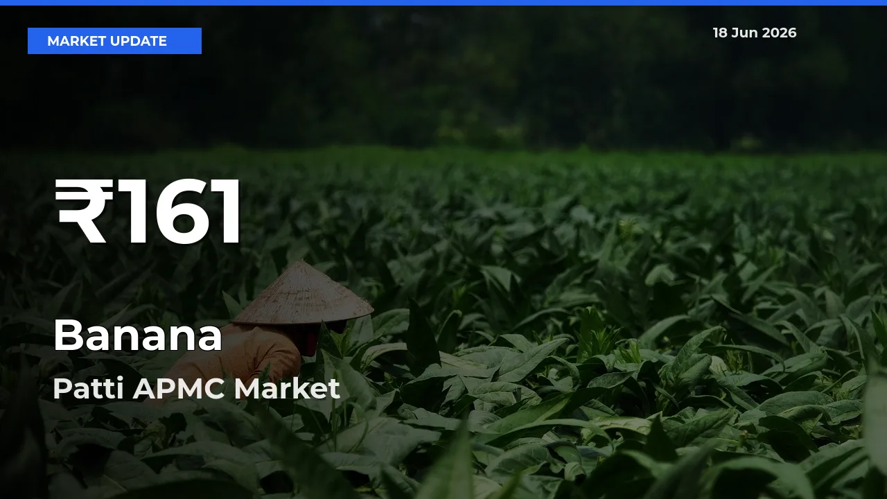 Banana Prices Touch 30-Day Low in Patti APMC – June 18 Update