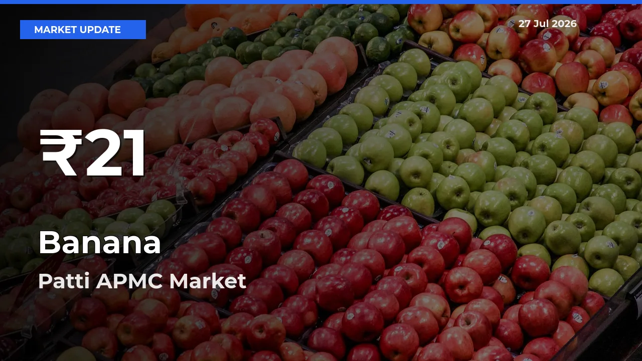 Why Banana Prices Slumped in Patti APMC, Tarntaran, Punjab – 30-Day Low Today