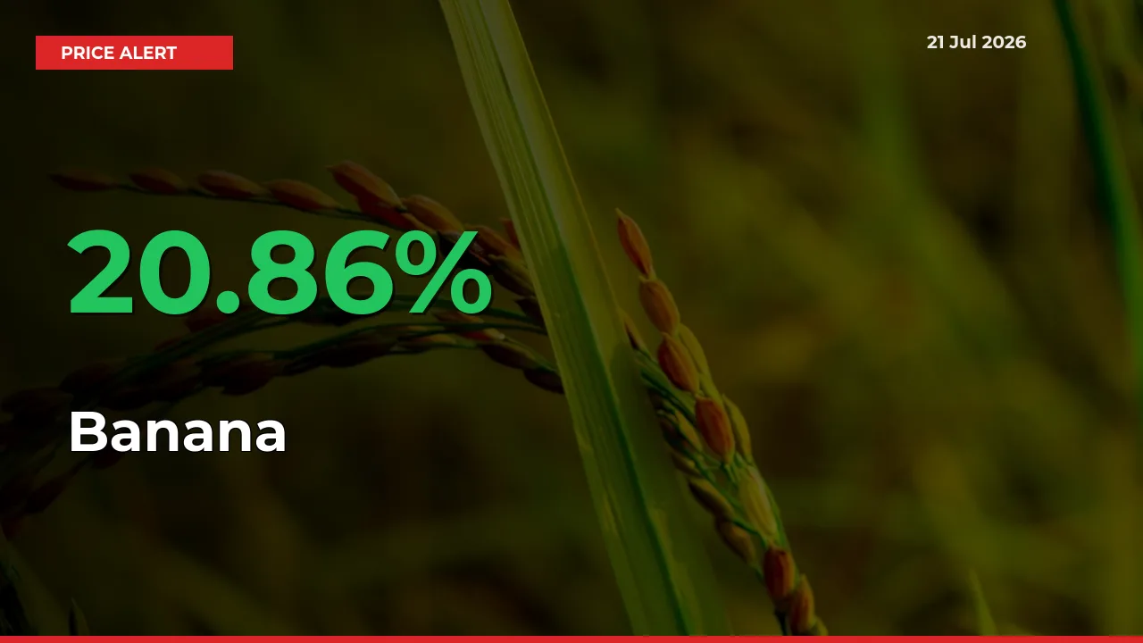 Why Banana Prices Rose 20.86% in a Day at Mandis
