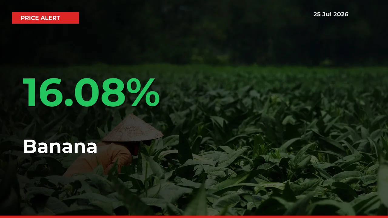 Why Banana Prices Rose 16.08% in a Day at Mandis