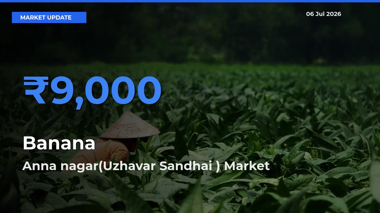 Anna nagar(Uzhavar Sandhai ) Emerges as Top Mandi for Banana Prices Today