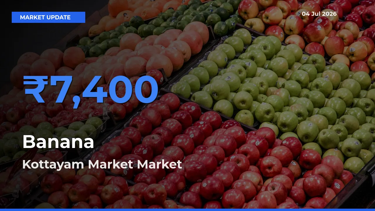 Farmers Prefer Kottayam Market as Banana Hits Highest Rate