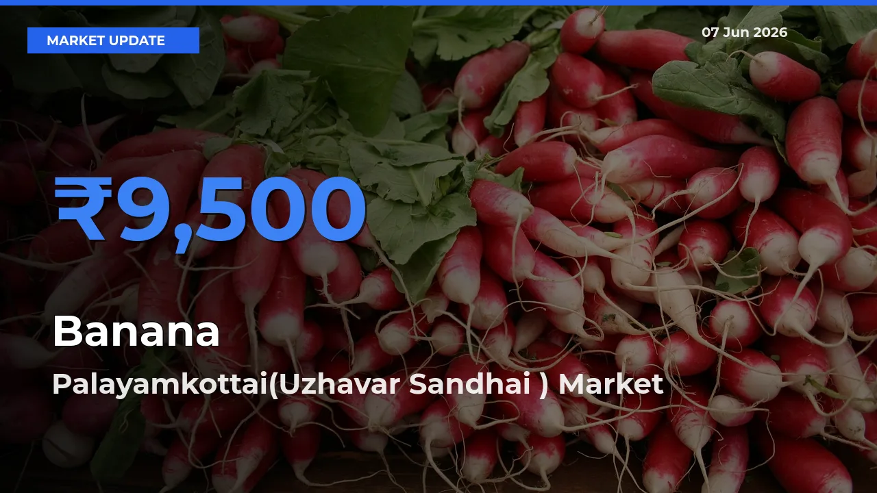 Market Watch: Palayamkottai(Uzhavar Sandhai ) Becomes Top Mandi for Banana