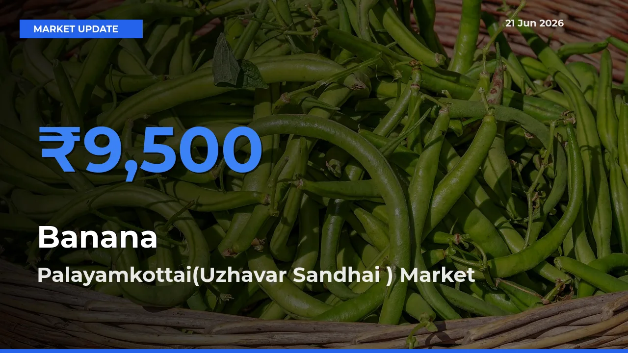 Palayamkottai(Uzhavar Sandhai ) Offers ₹9,500 – Highest Banana Rate Today