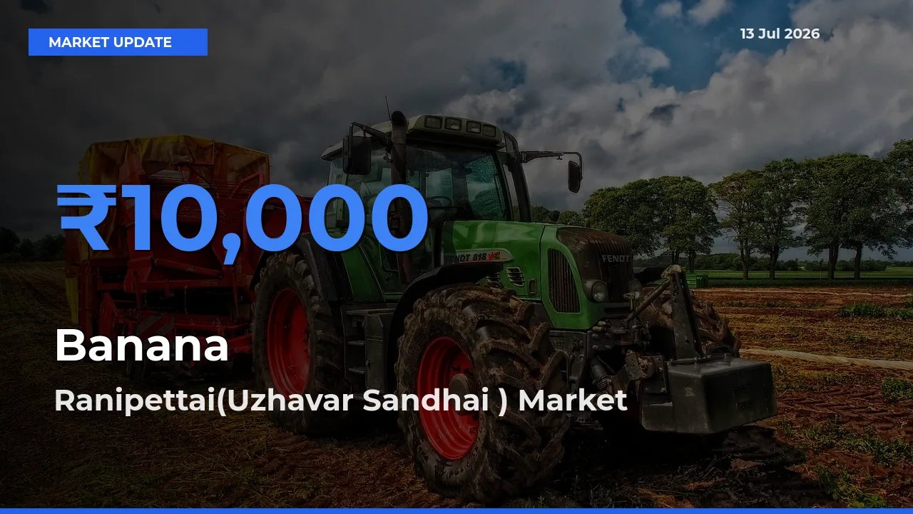 Ranipettai(Uzhavar Sandhai ) Tops Banana Mandi Rates Today