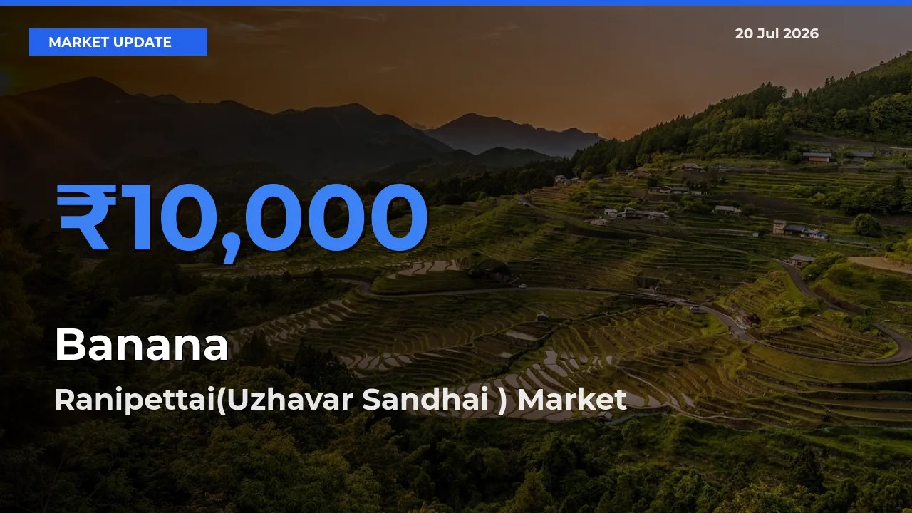 Market Watch: Ranipettai(Uzhavar Sandhai ) Becomes Top Mandi for Banana