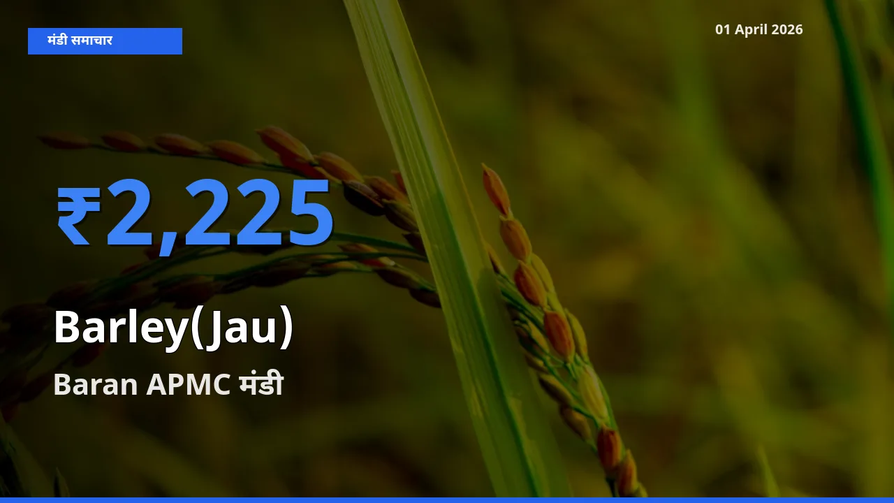 Baran APMC में जौ का आज सबसे ऊँचा भाव