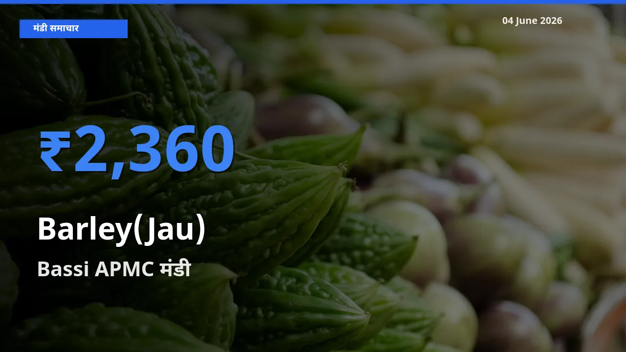 आज जौ के सबसे ऊँचे दाम ₹2,360 Bassi APMC मंडी में