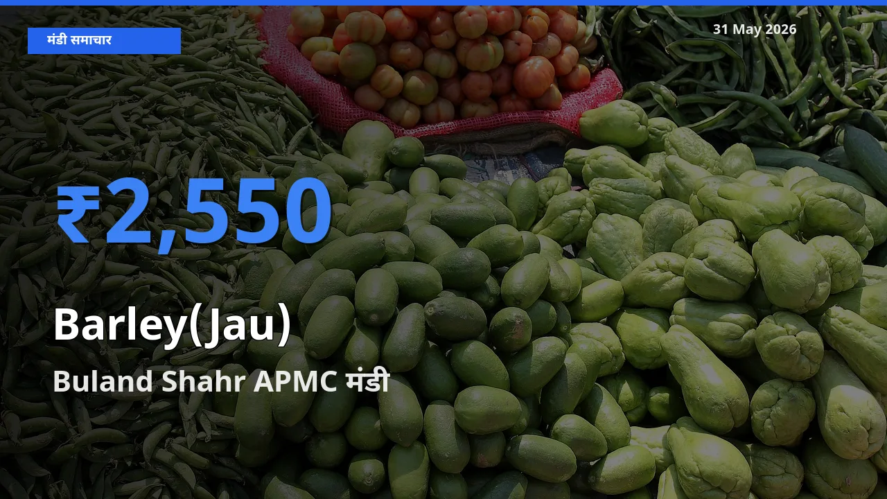 Buland Shahr APMC में जौ का आज सबसे ऊँचा भाव