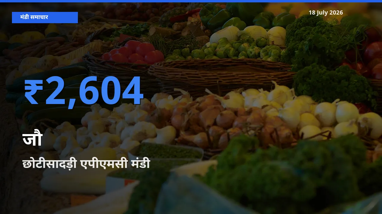टॉप मंडी बना छोटीसादड़ी एपीएमसी! जौ के सबसे ऊँचे दाम यहीं दर्ज