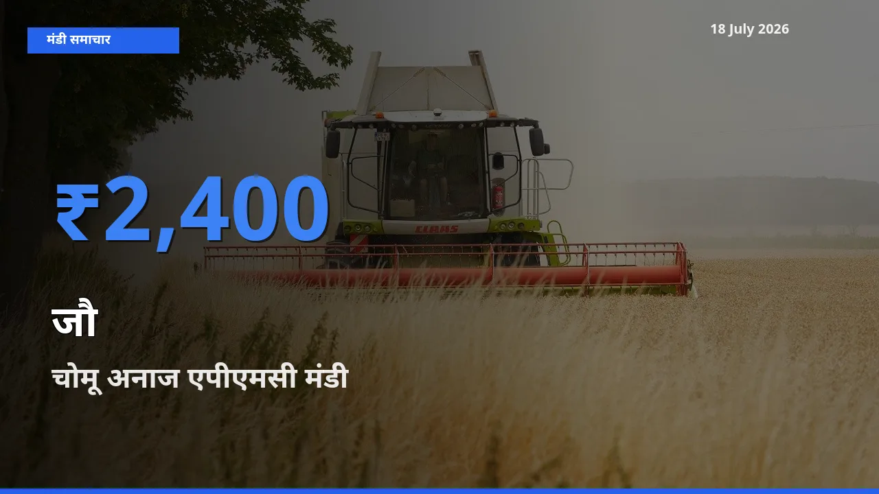 चोमू अनाज एपीएमसी मंडी में आज जौ के सबसे ऊँचे दाम दर्ज