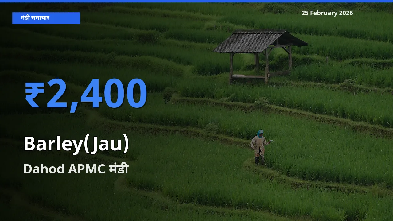 Dahod APMC में Barley(Jau) का आज सबसे ऊँचा भाव