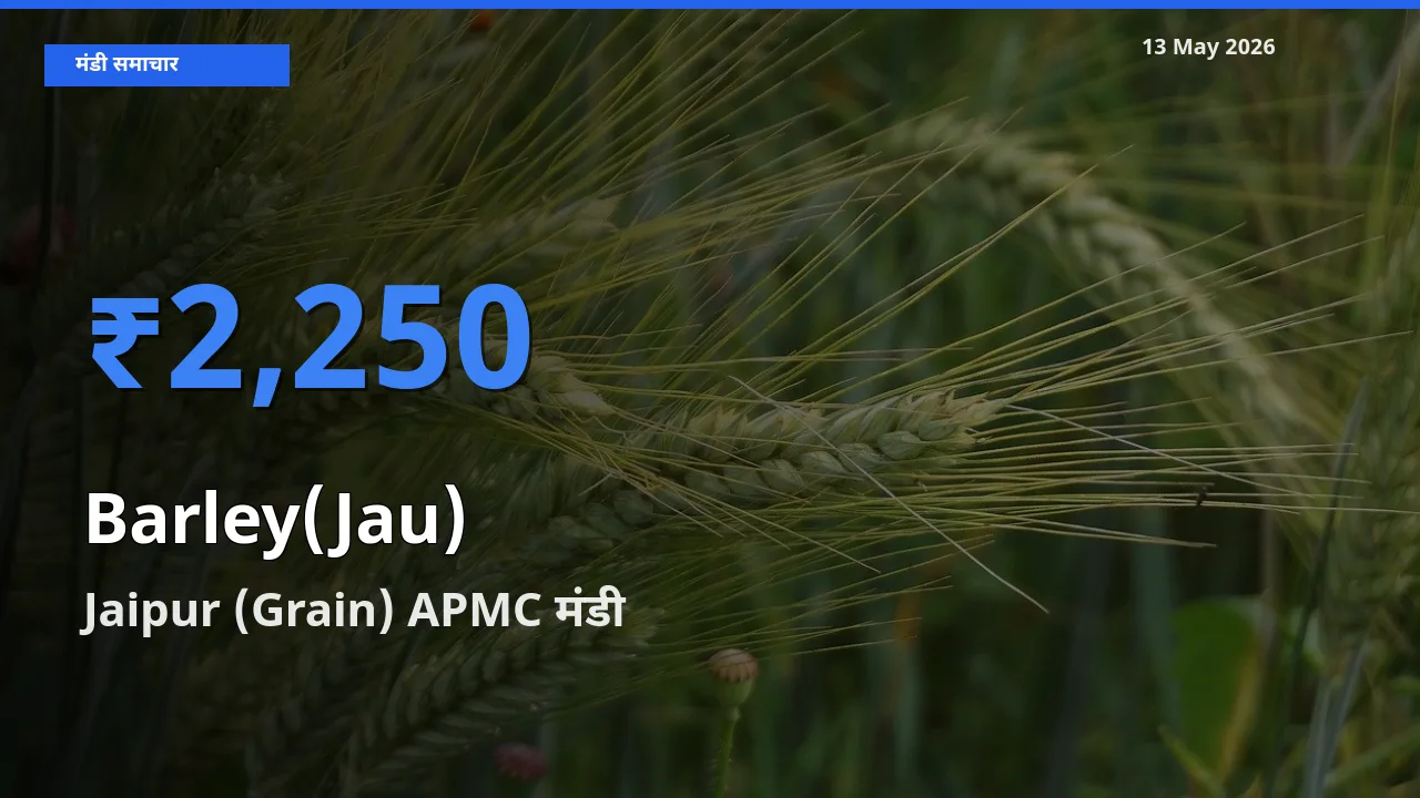 आज जौ के सबसे ऊँचे दाम ₹2,250 Jaipur (Grain) APMC मंडी में