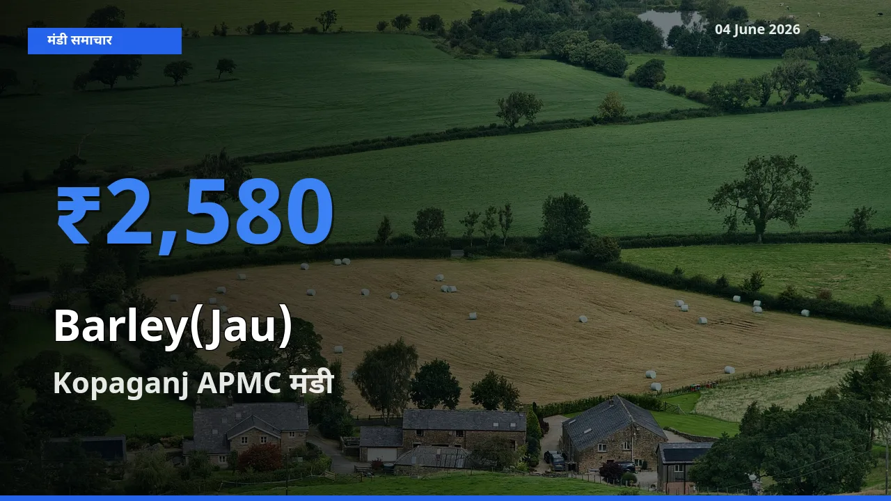Kopaganj APMC मंडी में जौ ₹2,580 पर पहुँचा – आज का सर्वोच्च भाव