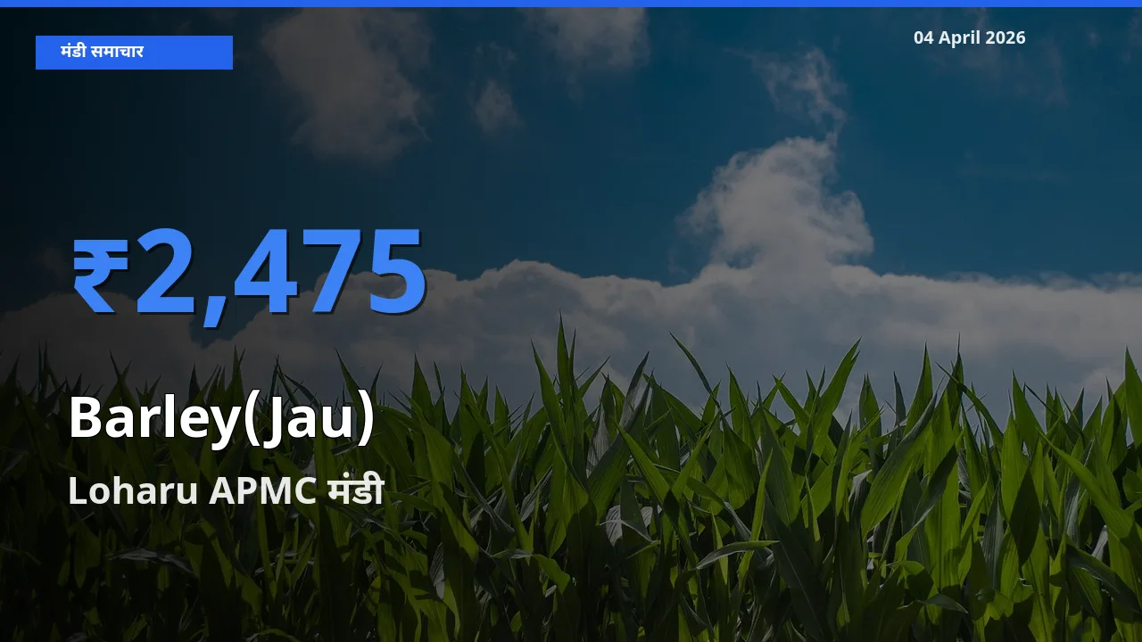 Loharu APMC में जौ का आज सबसे ऊँचा भाव