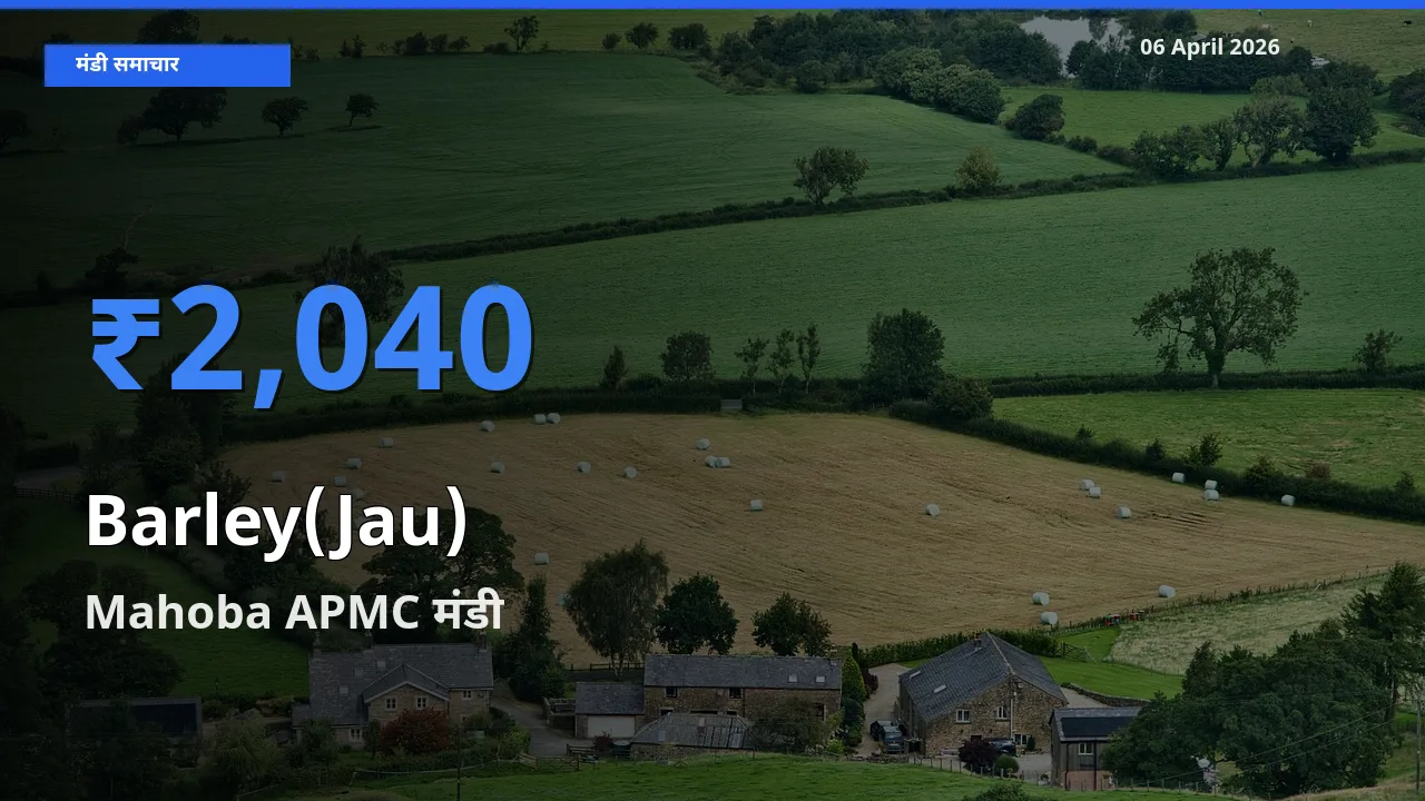आज जौ के सबसे ज़्यादा दाम Mahoba APMC मंडी में दर्ज