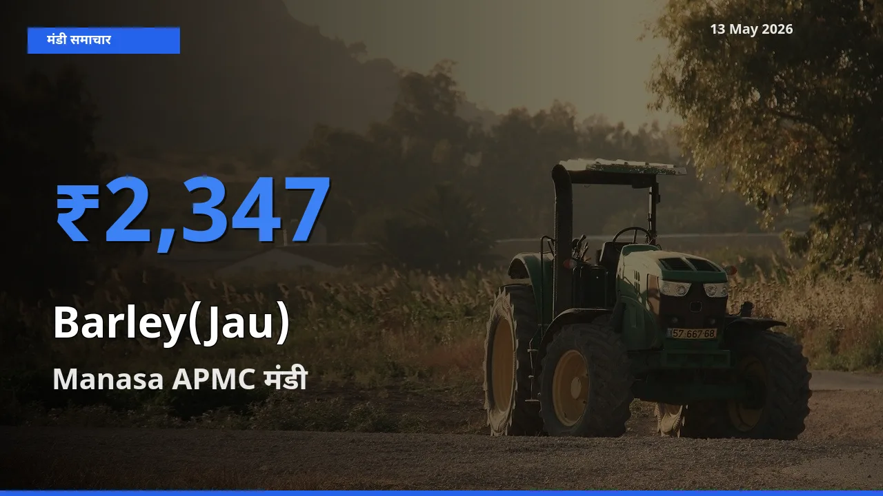 आज का मंडी भाव: जौ के सबसे ज़्यादा दाम Manasa APMC में