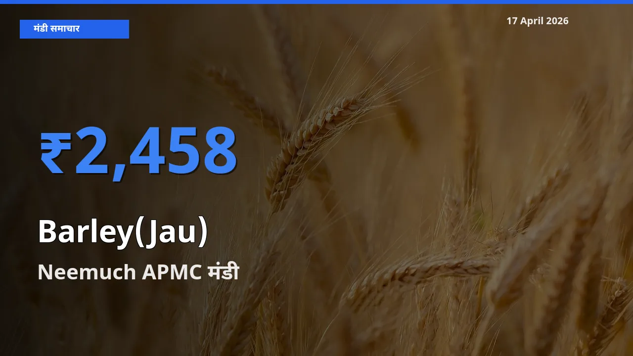 बाज़ार संकेत: Neemuch APMC बना जौ के लिए आज की टॉप मंडी