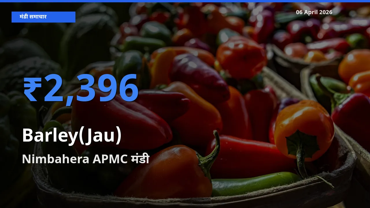 Nimbahera APMC मंडी में जौ ₹2,396 पर पहुँचा – आज का सर्वोच्च भाव