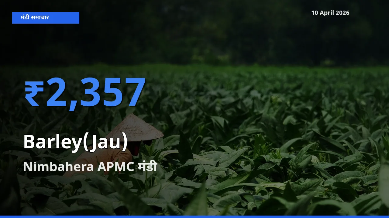 आज जौ के सबसे ऊँचे दाम ₹2,357 Nimbahera APMC मंडी में